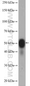 ATPase Na+/K+ Transporting Subunit Beta 1 antibody, 15192-1-AP, Proteintech Group, Western Blot image 