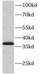 Deoxynucleotidyltransferase terminal-interacting protein 1 antibody, FNab02490, FineTest, Western Blot image 