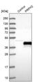 Peripherin 2 antibody, PA5-56154, Invitrogen Antibodies, Western Blot image 