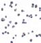 Killer cell immunoglobulin-like receptor 2DS2 antibody, 8201, ProSci, Immunocytochemistry image 