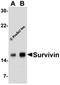 Survivin antibody, orb74398, Biorbyt, Western Blot image 