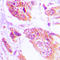 Anoctamin-7 antibody, LS-C354167, Lifespan Biosciences, Immunohistochemistry paraffin image 