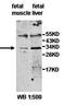 Zinc Finger Protein 138 antibody, orb77958, Biorbyt, Western Blot image 