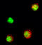 Interleukin 21 antibody, AF594, R&D Systems, Immunocytochemistry image 