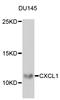 Cinc1 antibody, STJ28366, St John