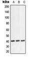 NIPP1 antibody, orb214427, Biorbyt, Western Blot image 
