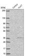 Immunoglobulin Lambda Variable 1-51 antibody, NBP1-87208, Novus Biologicals, Western Blot image 