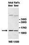 Alpha Hemoglobin Stabilizing Protein antibody, orb77530, Biorbyt, Western Blot image 