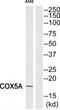 Cytochrome C Oxidase Subunit 5A antibody, TA314903, Origene, Western Blot image 