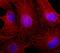 Mouse IgG (H+L) antibody, A27028, Invitrogen Antibodies, Immunofluorescence image 