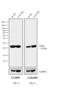 Mouse IgG (H+L) antibody, 62-6540, Invitrogen Antibodies, Western Blot image 