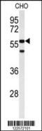 Actin-related protein 5 antibody, 63-862, ProSci, Western Blot image 