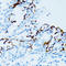 CTSE antibody, LS-C332217, Lifespan Biosciences, Immunohistochemistry paraffin image 