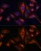 BGP antibody, GTX64348, GeneTex, Immunofluorescence image 