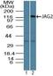 Jagged Canonical Notch Ligand 2 antibody, PA5-23468, Invitrogen Antibodies, Western Blot image 