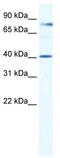 TEA Domain Transcription Factor 3 antibody, TA334023, Origene, Western Blot image 