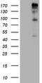 ALK Receptor Tyrosine Kinase antibody, TA801403AM, Origene, Western Blot image 