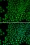 RNA Polymerase I And III Subunit C antibody, LS-C335085, Lifespan Biosciences, Immunofluorescence image 