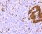 Pancreatic And Duodenal Homeobox 1 antibody, NBP2-75612, Novus Biologicals, Immunocytochemistry image 