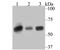 Serpin Family C Member 1 antibody, NBP2-76966, Novus Biologicals, Western Blot image 