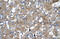 Zinc Finger Protein 81 antibody, 27-466, ProSci, Immunohistochemistry paraffin image 