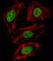 Forkhead Box D1 antibody, OAAB10686, Aviva Systems Biology, Immunofluorescence image 
