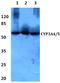 Cytochrome P450 Family 3 Subfamily A Member 4 antibody, A00339-1, Boster Biological Technology, Western Blot image 
