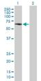 Zinc finger protein with KRAB and SCAN domains 4 antibody, H00387032-B01P, Novus Biologicals, Western Blot image 