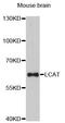 Lecithin-Cholesterol Acyltransferase antibody, LS-C747112, Lifespan Biosciences, Western Blot image 