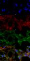 Acrolein antibody, SMC-505D-FITC, StressMarq, Immunofluorescence image 