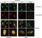 FA Complementation Group D2 antibody, NB100-182, Novus Biologicals, Immunofluorescence image 