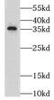 Leucine Zipper Transcription Factor Like 1 antibody, FNab04916, FineTest, Western Blot image 