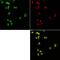 Nucleoporin 35 antibody, NB100-93322, Novus Biologicals, Immunofluorescence image 