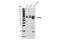 Sphingosine Kinase 2 antibody, 32346S, Cell Signaling Technology, Western Blot image 