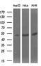 SIL1 Nucleotide Exchange Factor antibody, GTX83642, GeneTex, Western Blot image 