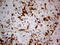 Neutrophil cytosol factor 4 antibody, TA809153, Origene, Immunohistochemistry frozen image 