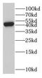 Protein OSCP1 antibody, FNab06024, FineTest, Western Blot image 