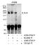 Bloom syndrome protein antibody, A300-570A, Bethyl Labs, Immunoprecipitation image 