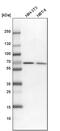 p68 antibody, PA5-56166, Invitrogen Antibodies, Western Blot image 