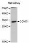 Cyclin D1 antibody, STJ29790, St John