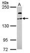 Ubiquitin carboxyl-terminal hydrolase 47 antibody, TA309020, Origene, Western Blot image 