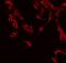 c-met antibody, GTX02868, GeneTex, Immunofluorescence image 