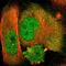 NUAK Family Kinase 2 antibody, NBP1-81880, Novus Biologicals, Immunofluorescence image 