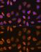 SEL1L Adaptor Subunit Of ERAD E3 Ubiquitin Ligase antibody, GTX64717, GeneTex, Immunocytochemistry image 