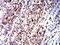 P2Y purinoceptor 1 antibody, NBP2-61664, Novus Biologicals, Immunohistochemistry paraffin image 