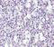 TBC1 Domain Family Member 10C antibody, NBP1-76807, Novus Biologicals, Immunohistochemistry frozen image 
