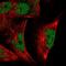 Ribosomal Protein S6 Kinase A4 antibody, HPA023225, Atlas Antibodies, Immunofluorescence image 
