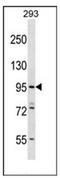 Espin Like antibody, AP51463PU-N, Origene, Western Blot image 