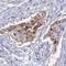 Zinc Finger Protein 784 antibody, HPA059676, Atlas Antibodies, Immunohistochemistry frozen image 