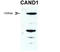 Cullin Associated And Neddylation Dissociated 1 antibody, TA337232, Origene, Western Blot image 